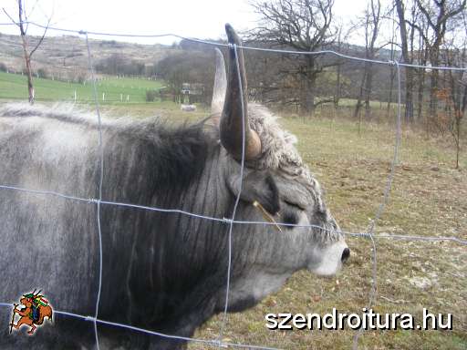 III-vitezlo-szendro-043.jpg