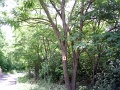 hejce-jelfestes-05