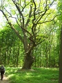 rakoczi-fa-20090510