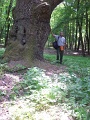 rakoczi-fa-merete-20090510