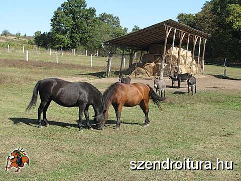 20091003-V-SZGKY-2009-Farm-allatai.jpg