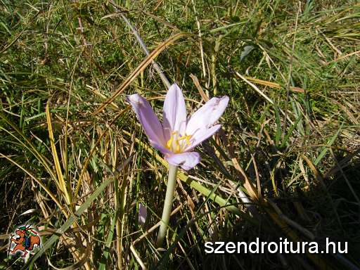 V-szendro-korul-gyalogszerrel-012.JPG