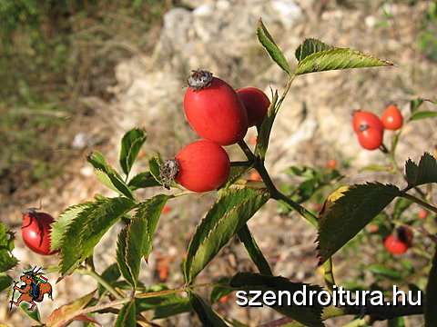 V-szendro-korul-gyalogszerrel-016.jpg