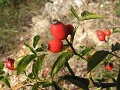 V-szendro-korul-gyalogszerrel-016