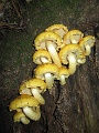 V-szendro-korul-gyalogszerrel-021