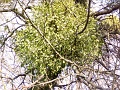kemences-napok-0363
