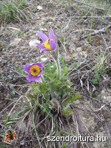 20100409-Z+festese-varboc-perkupa-03.JPG
