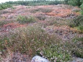 20100925-Krivan-04