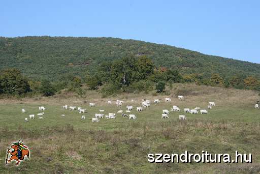 20101009-Less-Nandor-016.JPG