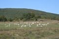 20101009-Less-Nandor-016