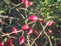 20101009-Less-Nandor-03