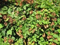 20101009-Less-Nandor-07
