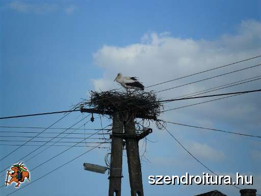 6-vitezlo-2011-banyato-abod-45.JPG