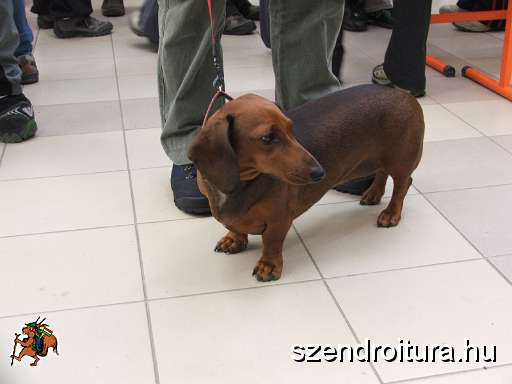6-vitezlo-2011-ernesto-53.JPG