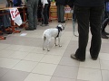 6-vitezlo-2011-ernesto-47