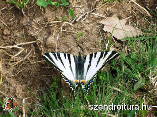 Beregi-Judit-3-Mely-meditacioban.jpg