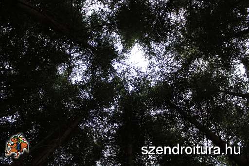 Csik-Abel-The-breaking-forest.JPG