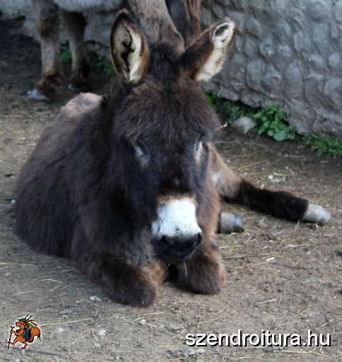 Csik-Abel-makacs-mint-a-szamar.JPG