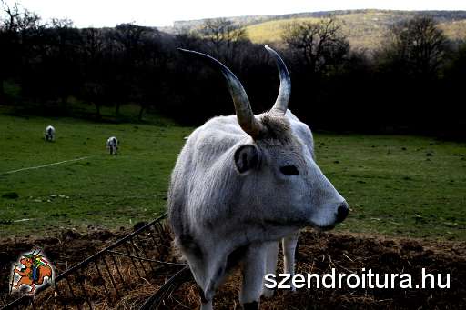 Csik-Abel-pozolo-szarvasmarha.JPG
