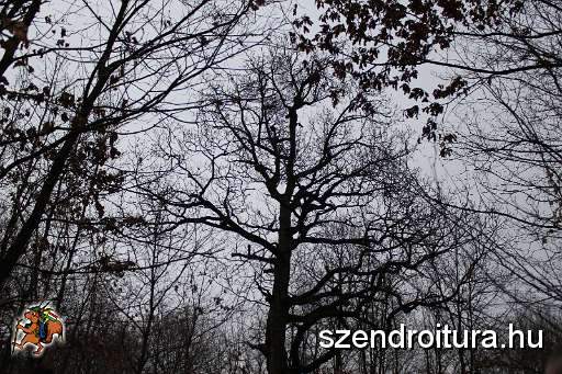 Csik-Abel-the-big-tree.JPG