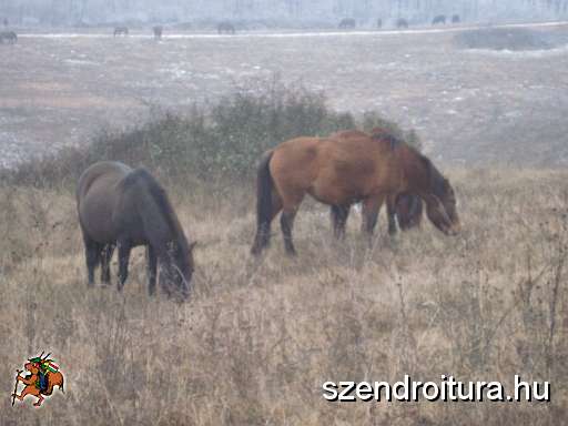 04-evzaro-tura.jpg