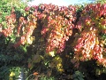 20121013-Less-Nandor-TT-100