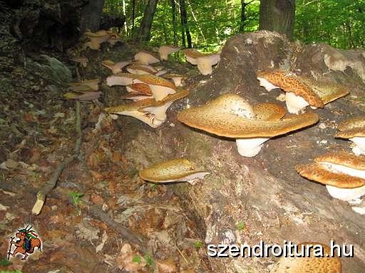 Bukk-50-tt-2012-05-06-102.JPG