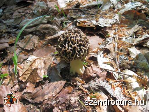 Bukk-50-tt-2012-05-06-103.JPG