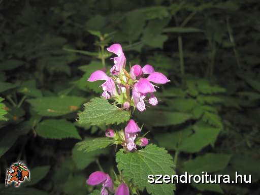 Bukk-50-tt-2012-05-06-104.JPG