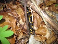 Bukk-50-tt-2012-05-06-100