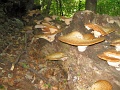Bukk-50-tt-2012-05-06-102