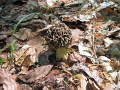 Bukk-50-tt-2012-05-06-103
