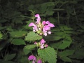 Bukk-50-tt-2012-05-06-104