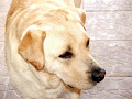 127-Rakacai-Buli-2012