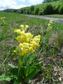106-bukk-50-tt