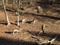 104-Szilvasvarad-20131204