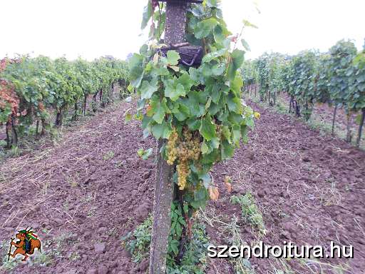 104-Tokaji-bortura-TT.jpg