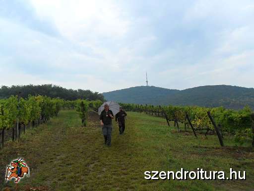 106-Tokaji-bortura-TT.jpg