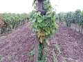 104-Tokaji-bortura-TT