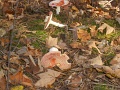 11_14_Foiskolas_tura_101