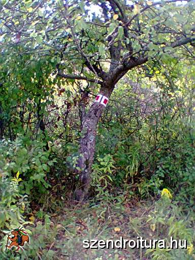 P_negyzet_jelfestes_102.JPG
