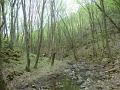 paloczki_zoltan_1