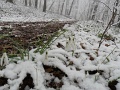 3_Nepek_Tavasza_102
